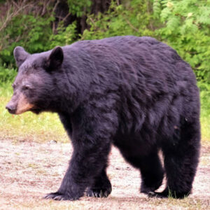 black_bear