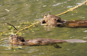 young-beavers-dispersing